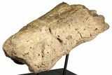 Fossil Triceratops Nasal Bone w/ Metal Stand - Montana #356901-3